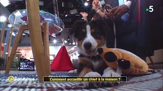 Comment accueillir un chiot à la maison [upl. by Ainatit495]