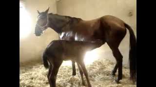 Adoption of foal by mare with induced lactation [upl. by Akins]