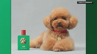 Dolce and Gabbana sells dog perfume for over 100 [upl. by Calan]