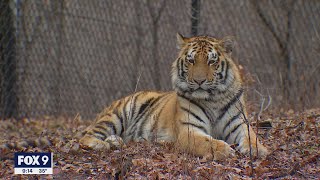 Minnesota Zoo welcomes new Amur tiger after death of another tiger  FOX 9 KMSP [upl. by Aiykan]