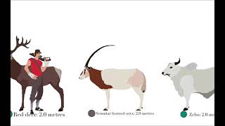 Ungulate size comparison [upl. by Judon755]