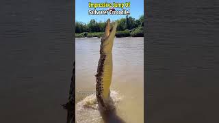 Powerful Jump of a Saltwater Crocodile [upl. by Naruq750]