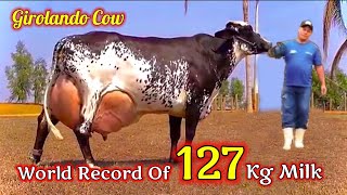 Girolando Cow  Highest Milking Cow In the World  127570 Kg In One Day [upl. by Stephania646]