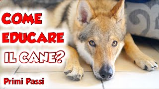 COME EDUCARE UN CUCCIOLO DI CANE  Primi Passi [upl. by Trescha]