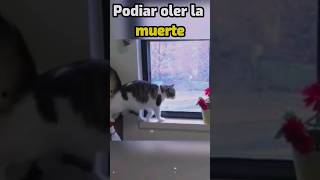 Que te parece la historia de éste gatito curiosidades sabiasque [upl. by Kilk]