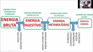 Nutrição de não ruminantes  importância utilização e metabolismo da energia para animais [upl. by Melgar]