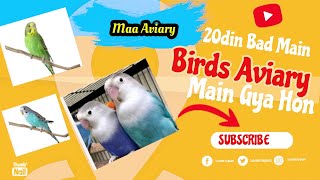 20 k bad apnoea birds Aviary gay maa Aviary all birds lover [upl. by Olecram]