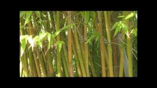 How to Grow quotGraceful Bambooquot Bambusa Gracilis  A Small Caned Clumping Bamboo  HD [upl. by Gnilhsa]