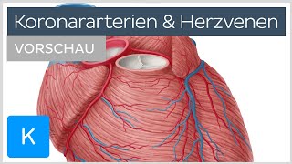 herzkreislauf13 Arterien und Venen [upl. by Kayley330]