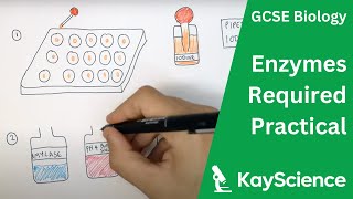 Enzymes Required Practical  GCSE Biology  kaysciencecom [upl. by Htyderem]