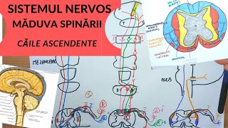 ADMITERE MEDICINA SISTEMUL NERVOS 5 MADUVA SPINARII  CAILE ASCENDENTE [upl. by Bornstein]