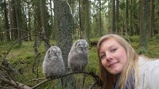 Jammaavat pikkupöllöt Jamming baby owls [upl. by Nered]