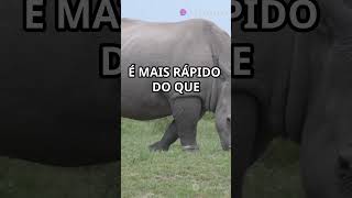 Descubra o Mundo dos Rinocerontes em 60 Segundos 🦏 [upl. by Nonnahsal]