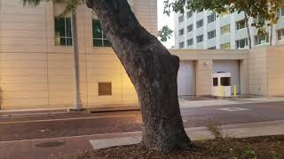 Ficus benghalensis  The Famous Banyan Tree In Downtown Fort Myers [upl. by Nair]