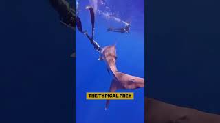 Are scuba divers in great danger with sharks shark sealifefacts seacreature shorts [upl. by Geldens]