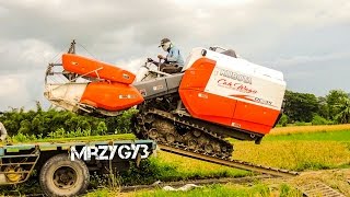 Kubota DC35 Combine Rice Harvester Working Mesin Pemanen Padi [upl. by Aterg76]