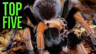 Unveiling My Ultimate Favorite Aphonopelma Tarantulas [upl. by Migeon458]