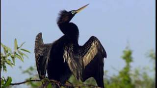 Anhinga  National Park Animals for Kids [upl. by Sherris]