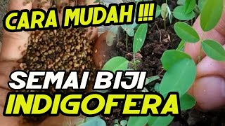 Mudah Banget  Begini Cara Menanam Indigofera Dari Biji [upl. by Rikki]