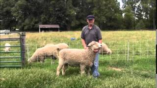 Lincoln Longwool breed snapshot [upl. by Crooks889]