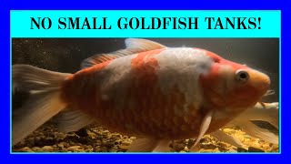 Episode 34 How Big Comet Goldfish Get and Why You Should NOT Use Them as quotFeeder Fishquot [upl. by Schulz]