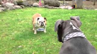 Pitbull vs Bulldog [upl. by Balough]