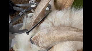 Banding goat horns 12172022 [upl. by Twyla]