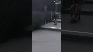 Dog Skateboarding Down Stairs  Unbelievable Viral Stunt [upl. by Milo]