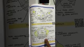 Neuroanatomy anatomy in 7 day By Johari MBBS mbbs anatomy [upl. by Airemat]