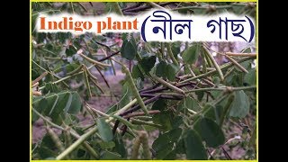 NEEL GACH নীল গাছ  indigo plant [upl. by Nadabas]