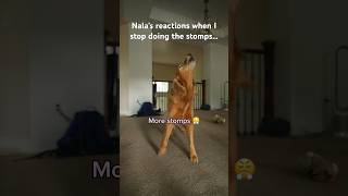 The stomps stop when Nala says they stop 🫡 [upl. by Lakin832]