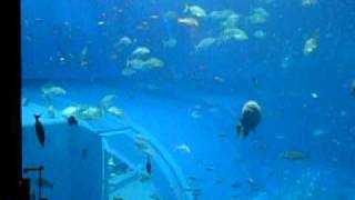 Okinawa Churaumi Aquarium Part11 New Version [upl. by Eirb229]