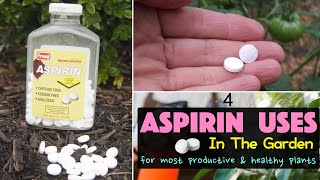 Should You Use Aspirin On Your Plants What Does Asprin Do To Plants How To Use Asprin on Plants [upl. by Coral]