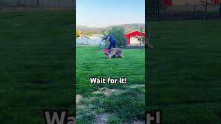 Wicket the Briard  Frisbee Luring zoomies briard fluffydog puppy tricks sheepdog adorable [upl. by Aneerak906]