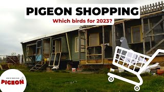 Time to Buy Racing Pigeons  2023 YB Team Ep 56 [upl. by Pan]