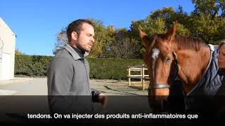 Lésion du ligament suspenseur du boulet Clinique équine de Conques interview Cheval partenaire [upl. by Eta286]