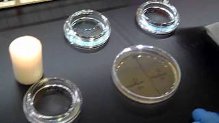 control of bacterial growthmp4 [upl. by Amak]