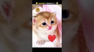 பாம்போட தலையில இருக்குற இந்த கல் என்னன்னு தெரியுமா  Snake Stone  Animal Voiceover Tamil [upl. by Cecilia]