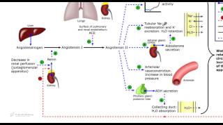 Sistema renina angiotensina aldosterone Laldosterone [upl. by Prudhoe135]