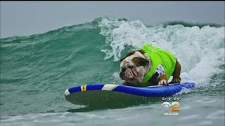 Hundreds Pay Tribute To Beloved Surfing Bulldog Named Tillman [upl. by Antonie]