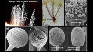 Zygomycota sensu lato Generalidades [upl. by Jewelle]