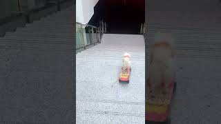 Unbelievable skateboarding skills of an adorable dog shorts [upl. by Nywroc]