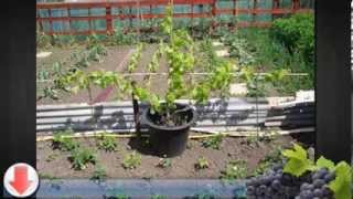 Growing Zinfandel Grapes [upl. by Gerardo]