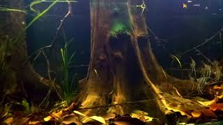 Altum angelfish biotope [upl. by Asiralc]