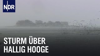 Land unter auf Hallig Hooge  die nordstory  NDR Doku [upl. by Alsworth]