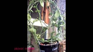 My Ceropegia sandersonii parachute plant [upl. by Michaelina]