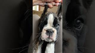 Im two months old  Nordom German Boxers Kennel  Boxer puppies for sale [upl. by Durwin]