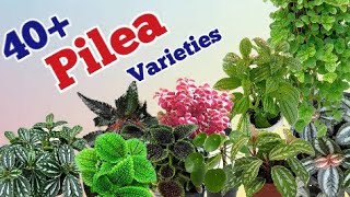 40 Pilea plants varieties types of pilea plantsPinkish paradise [upl. by Basile]