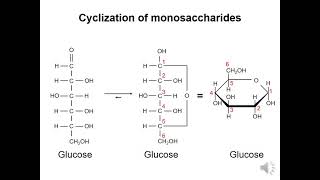 Carbohydrates 2  Cyclization of monosaccharides [upl. by Jezrdna]