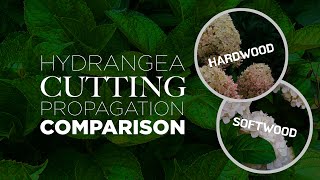 Softwood amp Hardwood Cuttings  Hydrangea Cutting Propagation Experiment [upl. by Costa408]